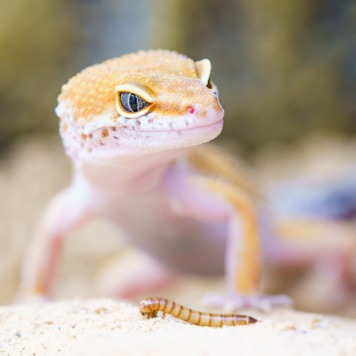 gecko-1 gecko-1