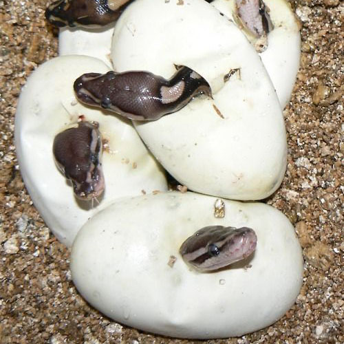 snake-eggs snake-eggs